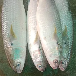 Rinku Fish Co