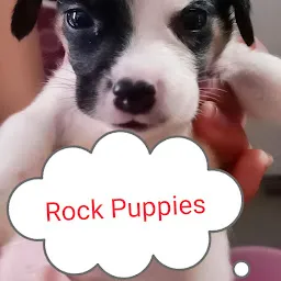 Rock puppies