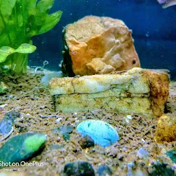 Rohan Fish Aquarium And Pet Shop