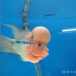Rohan Fish Aquarium And Pet Shop