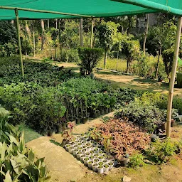 Roots Nursery