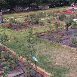 Rose Garden