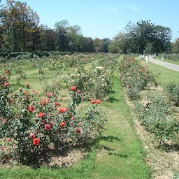 Rose Garden