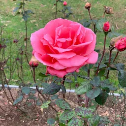 Rose Garden Entrance 2