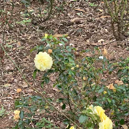 Rose Garden Entrance 2