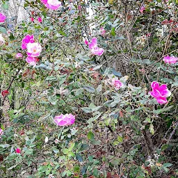 Rose Garden Solophok