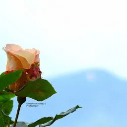 Rose Garden Solophok