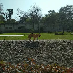 Royal Bengal Tiger Area