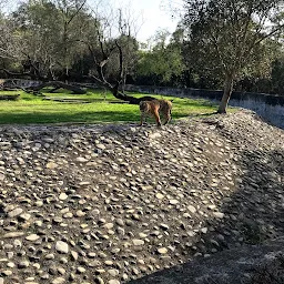 Royal Bengal Tiger Area