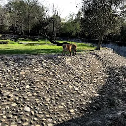 Royal Bengal Tiger Area