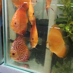 RR aquariums