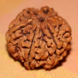 Rudraksha World