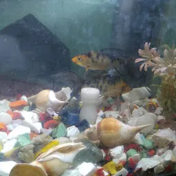 S.F Fish Aquarium Home