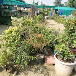 Sadhna Nursery