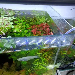 Sagar Aquarium - Best Aquarium Shop, Fish Aquarium, Aquarium Exotic Fishes