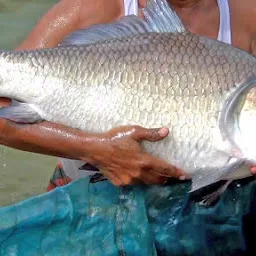 Sahni Fish Traders