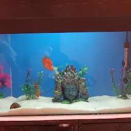 Sai aquarium