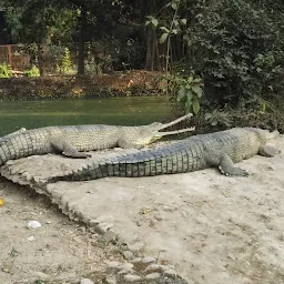 Salt water Crocodile Point
