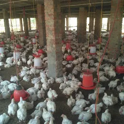 sandhu poultry farm