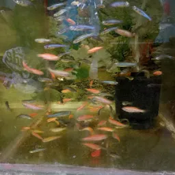 Sandhya Fish Aquarium