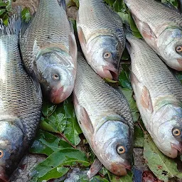 Sanjeev barf and fish (Sandeep)