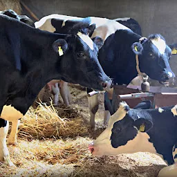Sarda Farms - 100% Pure Cow Milk Delivery in Nashik