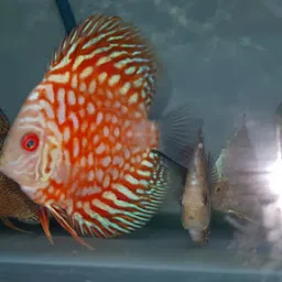 Sardar jalpari A Fish Aquarium & Pets shop