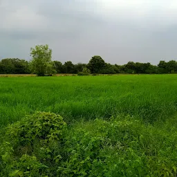 SARDAR PATEL FARM (Organic vegetables and grains Farm)