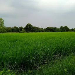 SARDAR PATEL FARM (Organic vegetables and grains Farm)