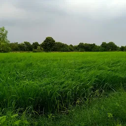 SARDAR PATEL FARM (Organic vegetables and grains Farm)