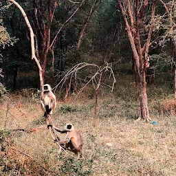 Sariska Tiger Safari