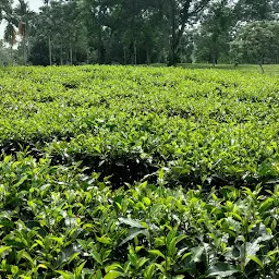 Sayeang Tea Garden