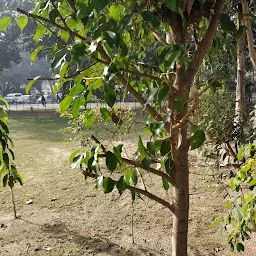 SBI lawn