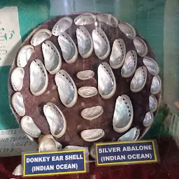 Sea Shell Museum