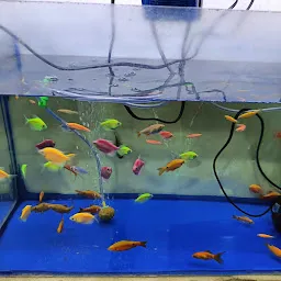 Sea Star Fish Aquariums And Pet Shop