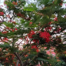 Shaheed Park, Ghodi Bachheda