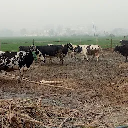 Shakya dairy farms