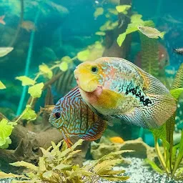 Sharma Aquarium