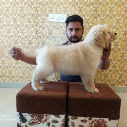 Shekhar pets