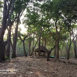 Sheshachala Forest