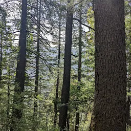 Shimla Water Catchment Wildlife Sanctuary