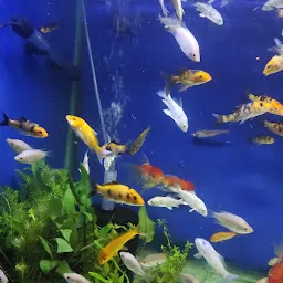 Shree Anandhi Aquarium and Enterprises