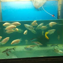 Shree Aqua Culture Aquarium fish and pets shop