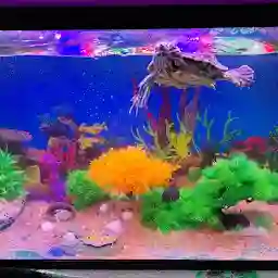 Shree SaiNath Fisheries AQUARIUM & PET SHOP