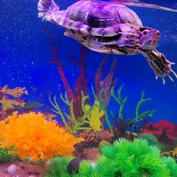 Shree SaiNath Fisheries AQUARIUM & PET SHOP