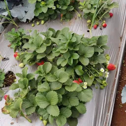 Shreyas strawberry farm