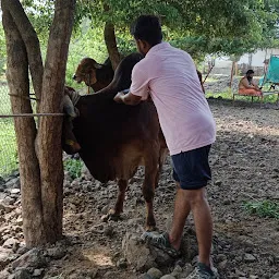 Shri Krishnayan Desi Gauraksha