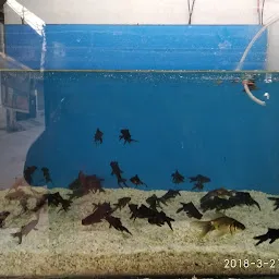 Shri Manasa Aquariums And Pets