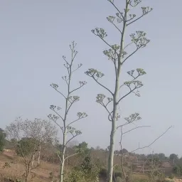 श्री ॐ कल्याण गातरोड धाम