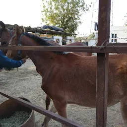 Shubh Stud Farm